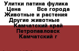 Улитки патина фулика › Цена ­ 10 - Все города Животные и растения » Другие животные   . Камчатский край,Петропавловск-Камчатский г.